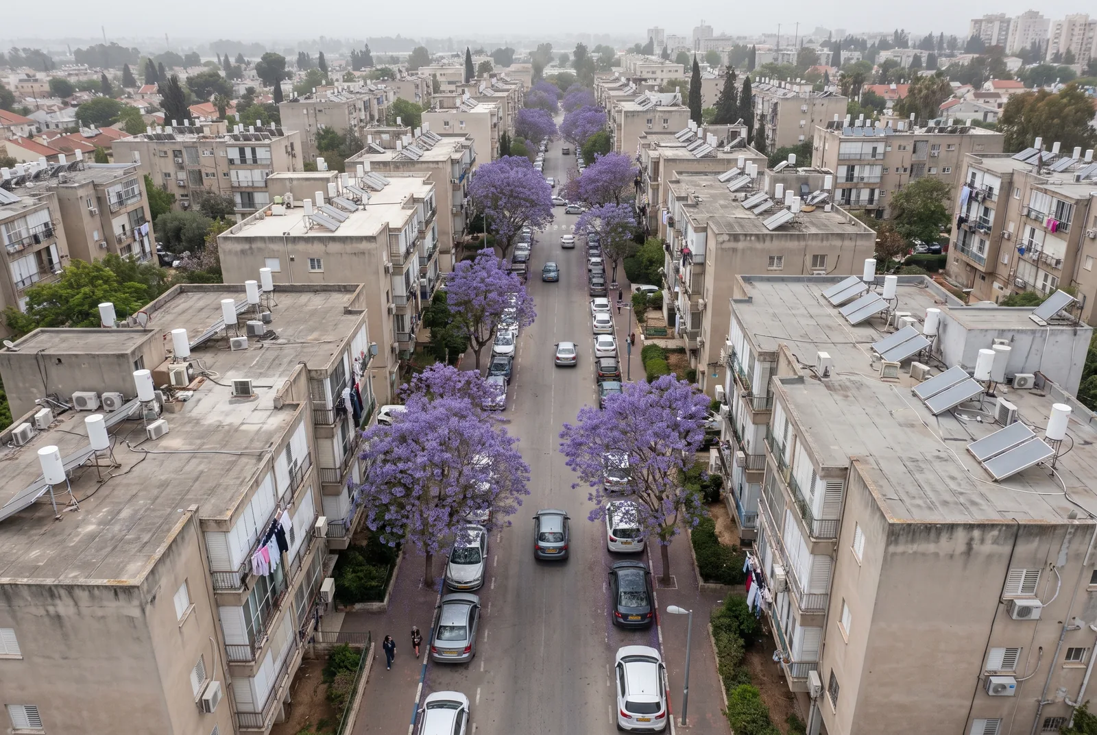 הדמיה: רחוב מגורים מלמעלה, עם עצי סיגלון פורחים בין בנייני דירות